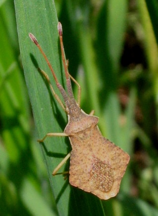 Insetto da identificare: Syromastus rhombeus